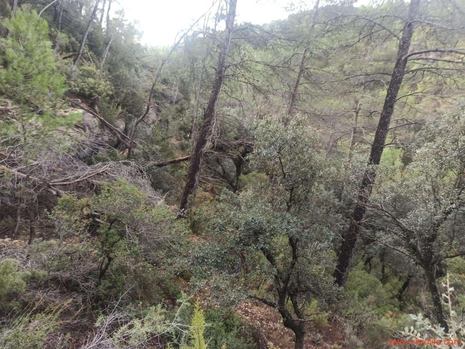 1 soverom Finca/Herregård til salgs i Fornoles - € 110 000 (Ref: 7842927)