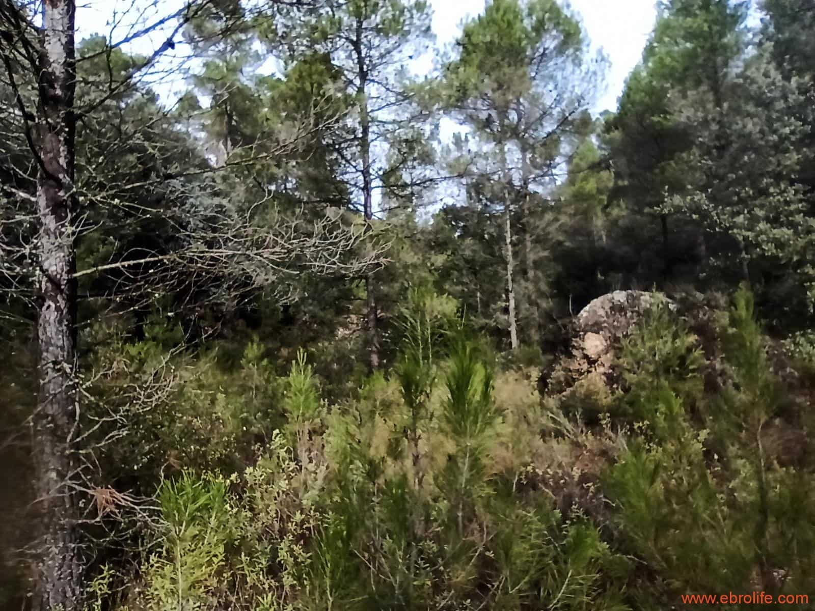 1 soverom Finca/Herregård til salgs i Fornoles - € 110 000 (Ref: 7842927)