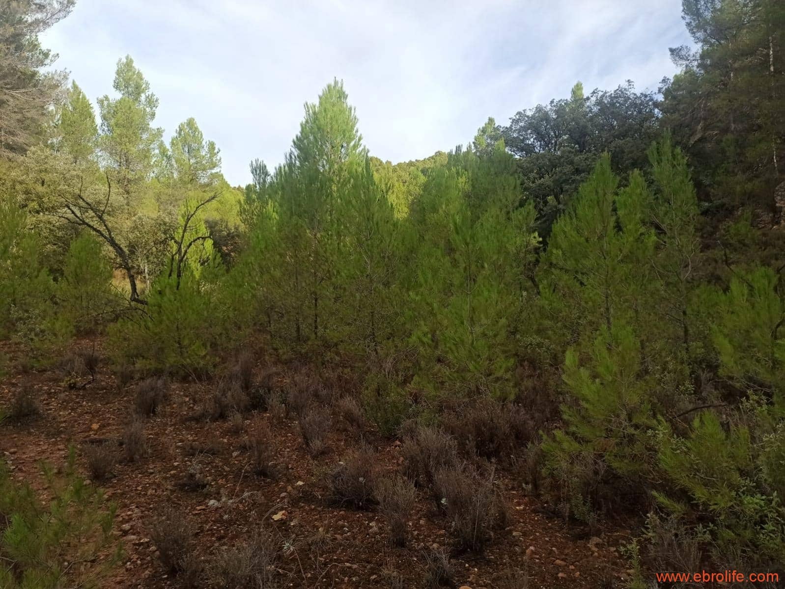 1 soverom Finca/Herregård til salgs i Fornoles - € 110 000 (Ref: 7842927)