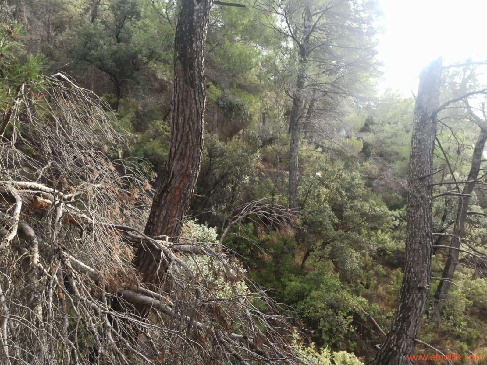 1 soverom Finca/Herregård til salgs i Fornoles - € 110 000 (Ref: 7842927)