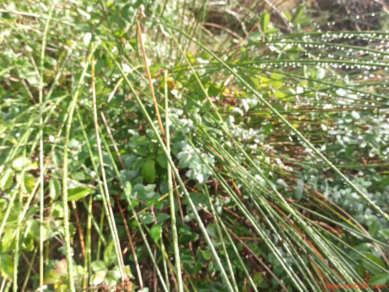 1 soverom Finca/Herregård til salgs i Fornoles - € 110 000 (Ref: 7842927)