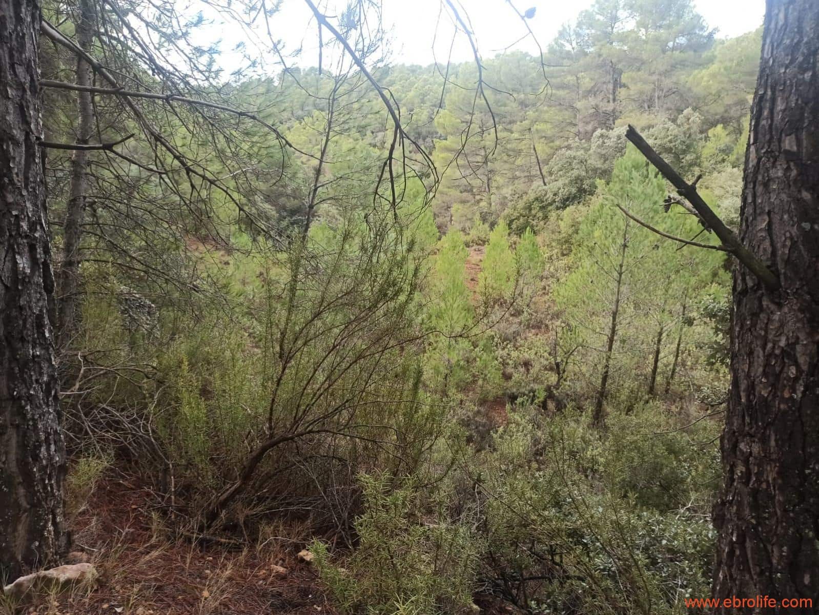 1 soverom Finca/Herregård til salgs i Fornoles - € 110 000 (Ref: 7842927)