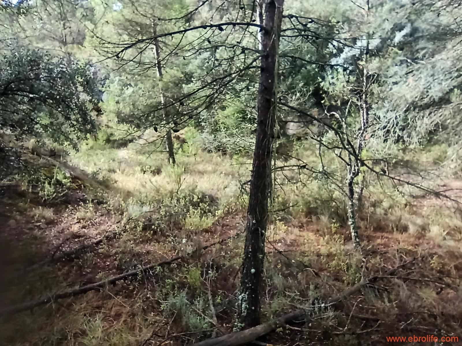 1 soverom Finca/Herregård til salgs i Fornoles - € 110 000 (Ref: 7842927)