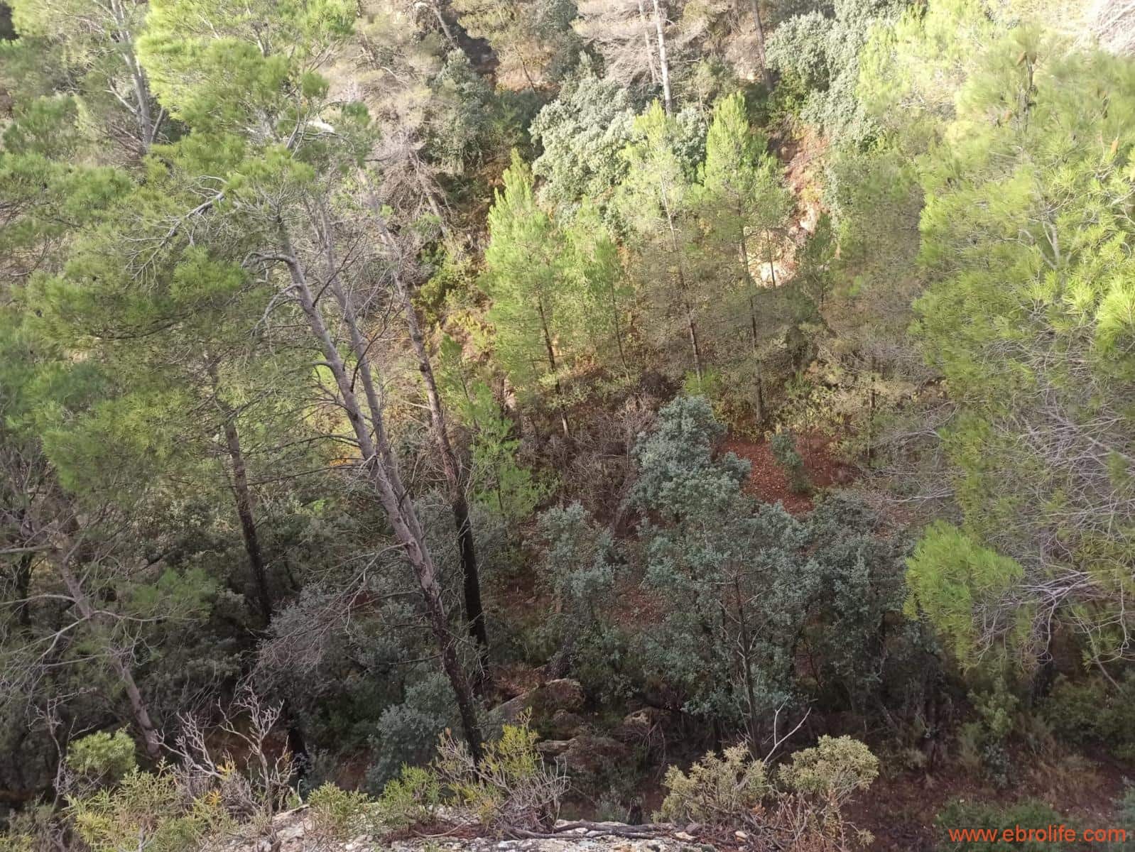 1 soverom Finca/Herregård til salgs i Fornoles - € 110 000 (Ref: 7842927)