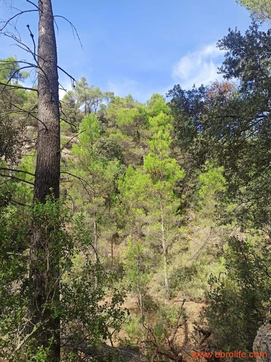 1 soverom Finca/Herregård til salgs i Fornoles - € 110 000 (Ref: 7842927)