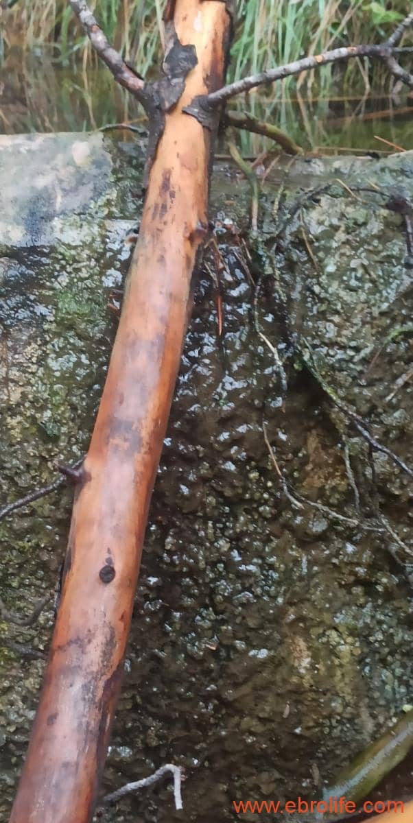 1 soverom Finca/Herregård til salgs i Fornoles - € 110 000 (Ref: 7842927)