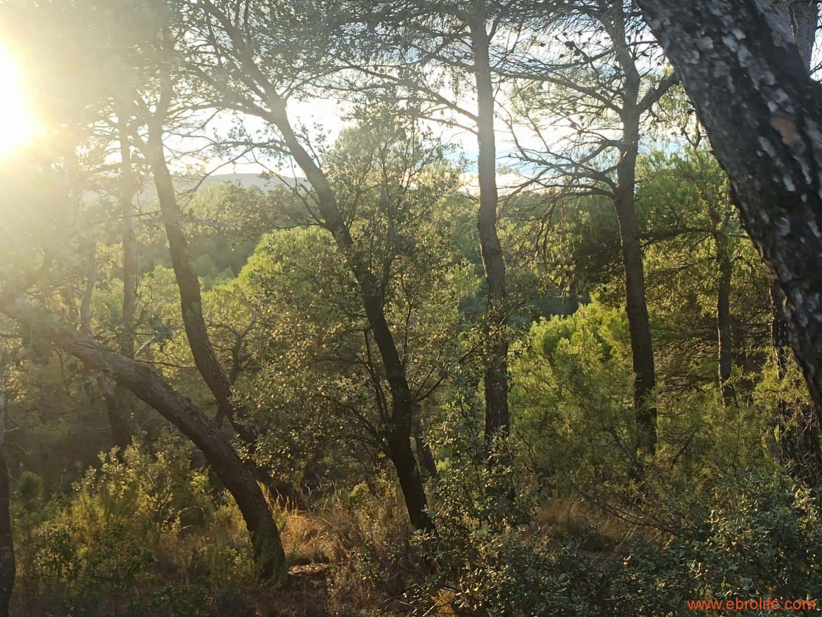 1 soverom Finca/Herregård til salgs i Fornoles - € 110 000 (Ref: 7842927)