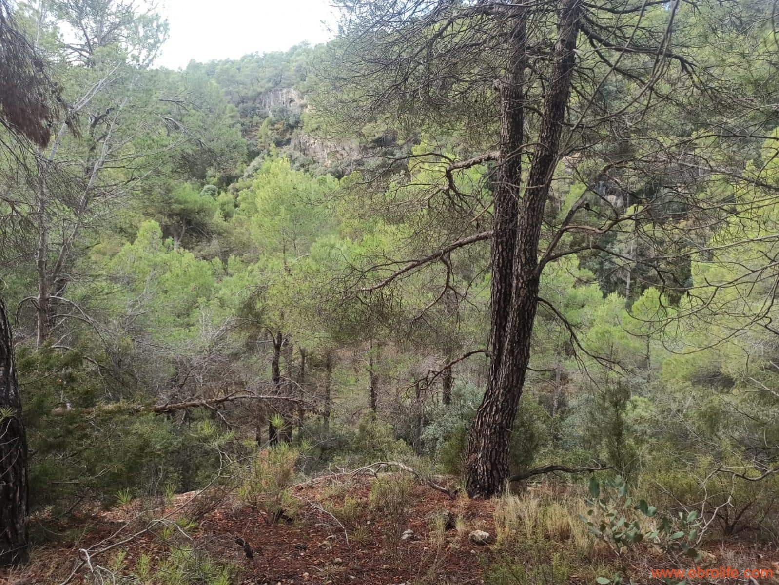 1 soverom Finca/Herregård til salgs i Fornoles - € 110 000 (Ref: 7842927)