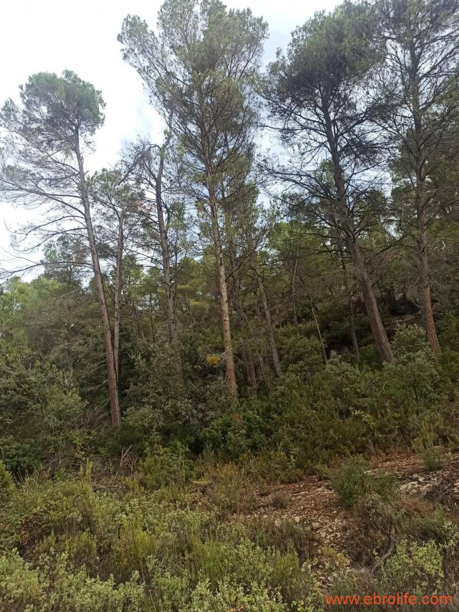 1 soverom Finca/Herregård til salgs i Fornoles - € 110 000 (Ref: 7842927)