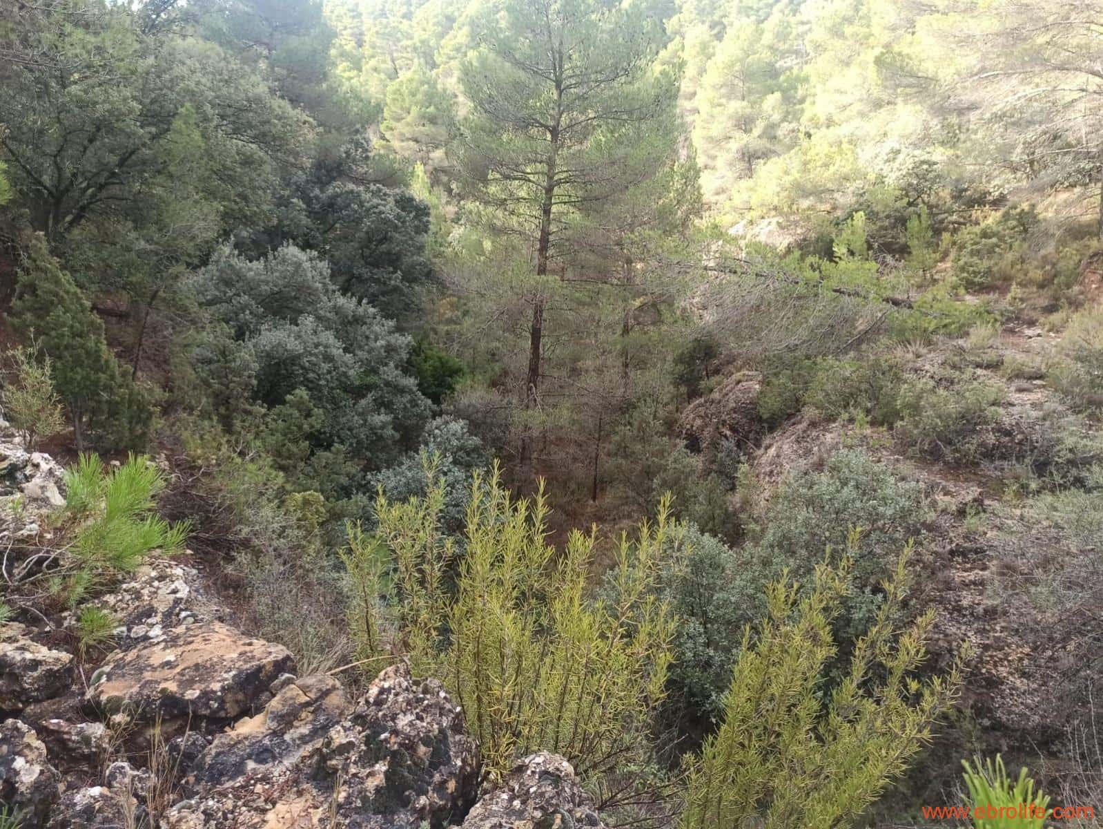 1 soverom Finca/Herregård til salgs i Fornoles - € 110 000 (Ref: 7842927)