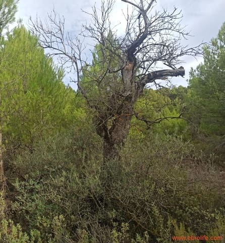 1 bedroom Finca/Country House for sale in Fórnoles - € 110,000 (Ref: 7842927)