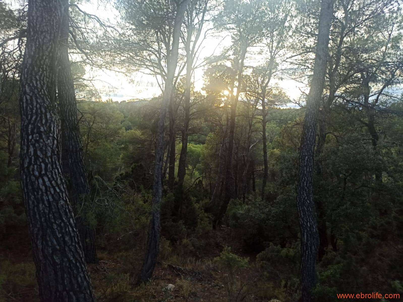 1 soverom Finca/Herregård til salgs i Fornoles - € 110 000 (Ref: 7842927)