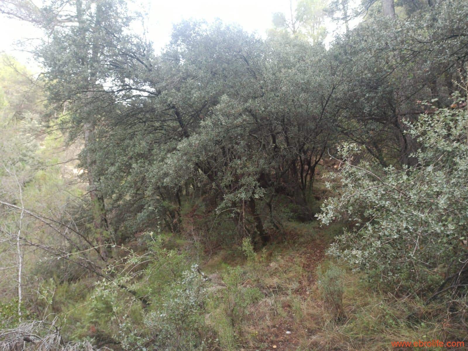 1 soverom Finca/Herregård til salgs i Fornoles - € 110 000 (Ref: 7842927)