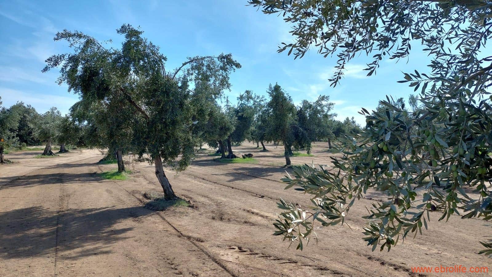 1 soveværelse Finca/Landehus til salg i Cretas - € 78.000 (Ref: 7842929)