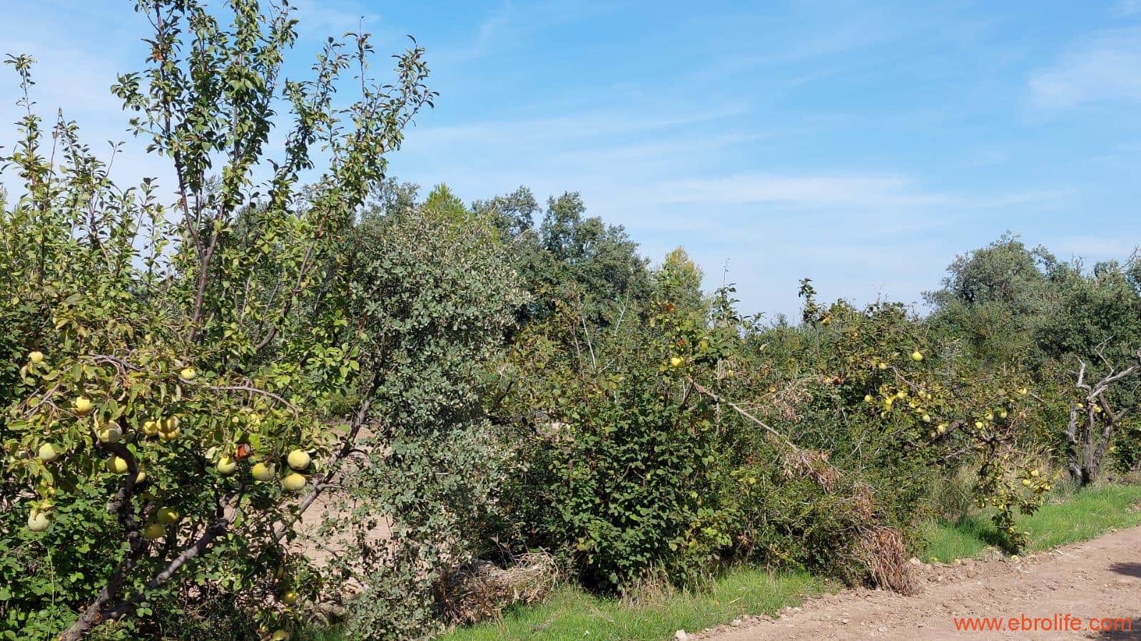 1 soveværelse Finca/Landehus til salg i Cretas - € 78.000 (Ref: 7842929)