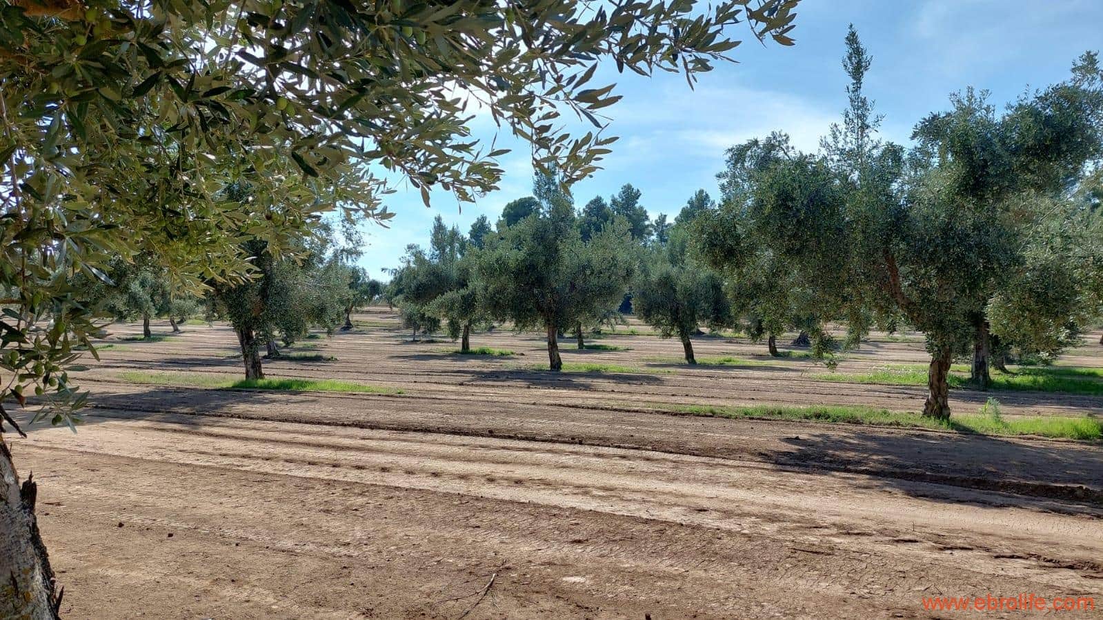 1 soveværelse Finca/Landehus til salg i Cretas - € 78.000 (Ref: 7842929)