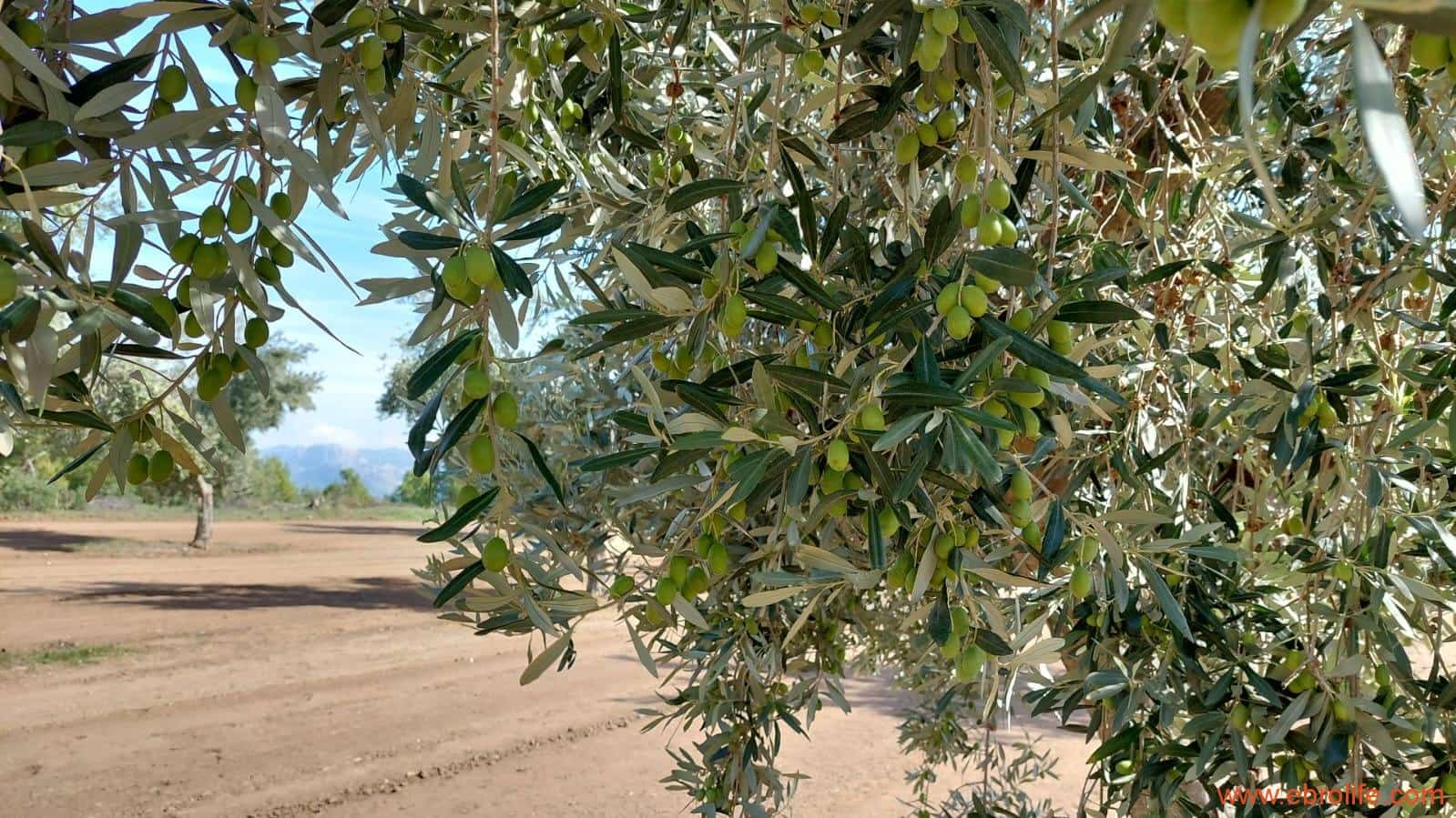 1 soveværelse Finca/Landehus til salg i Cretas - € 78.000 (Ref: 7842929)