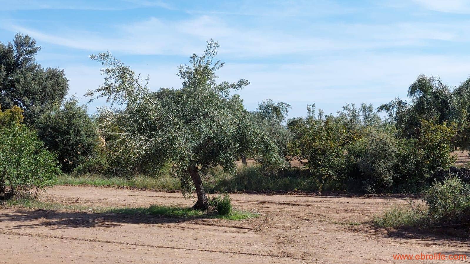 1 soveværelse Finca/Landehus til salg i Cretas - € 78.000 (Ref: 7842929)