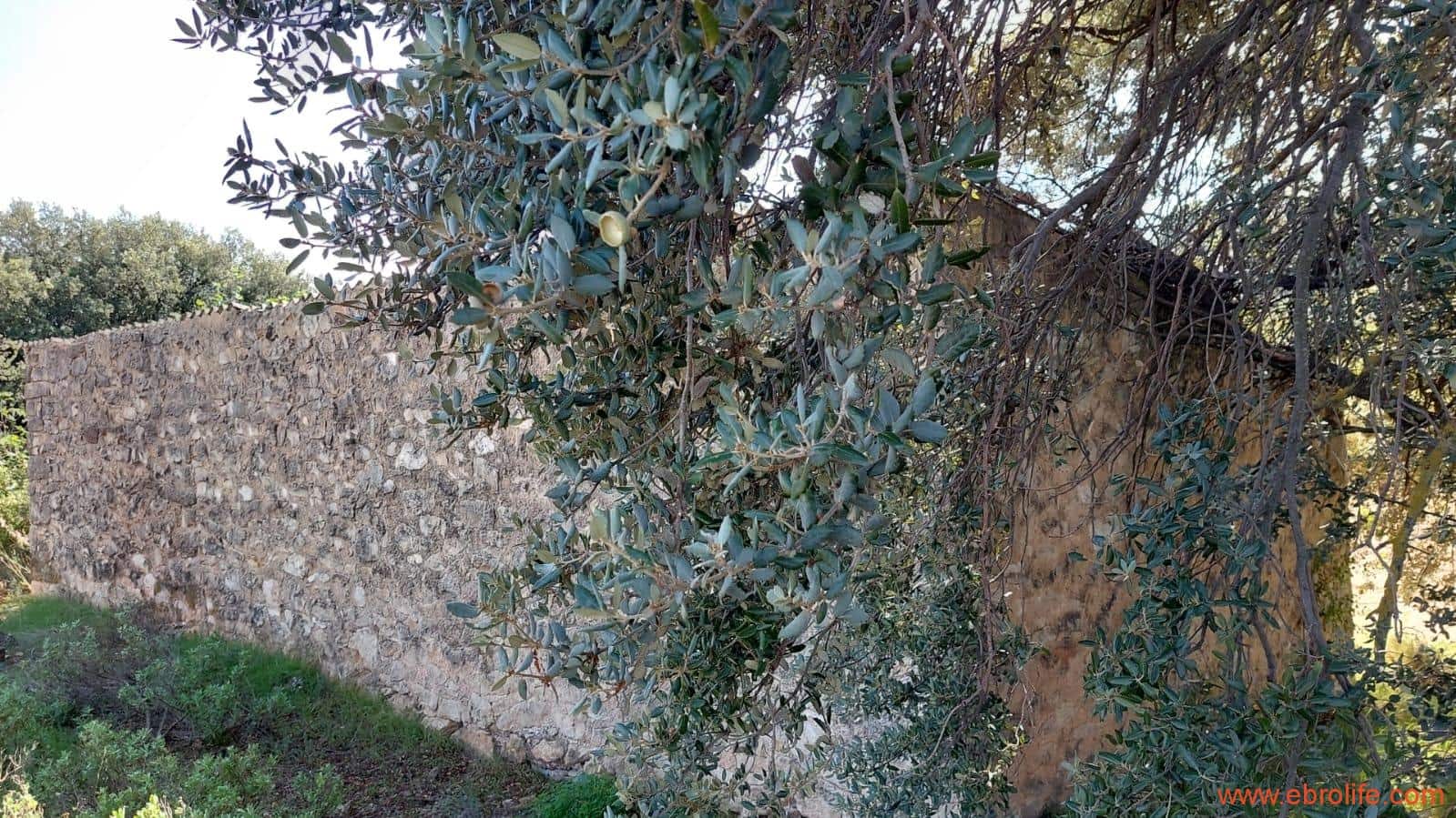 1 soveværelse Finca/Landehus til salg i Cretas - € 78.000 (Ref: 7842929)