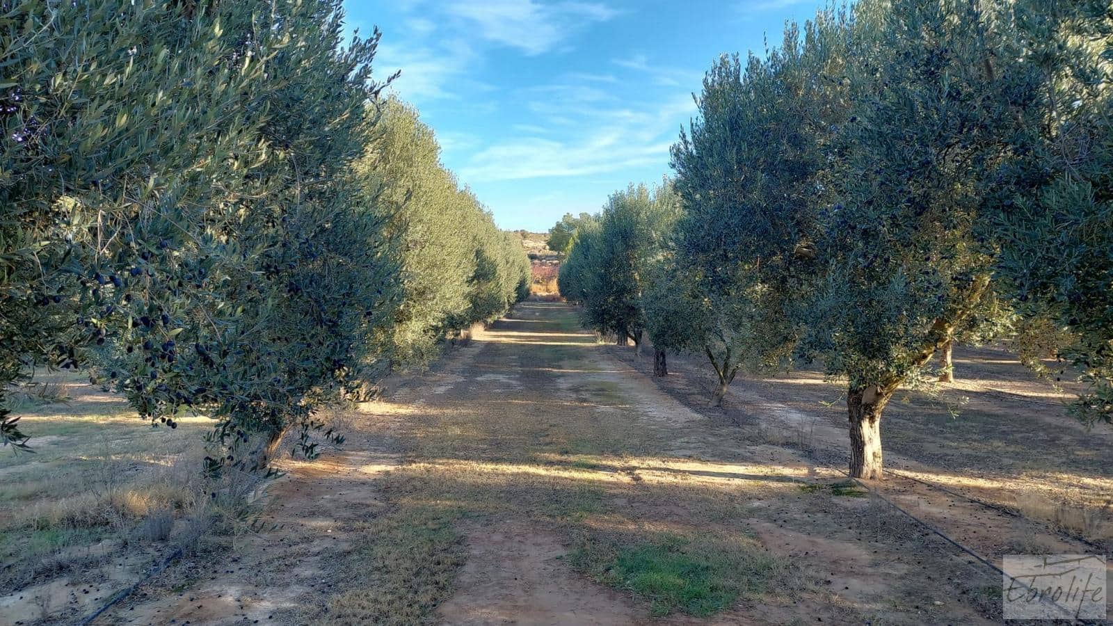 1 soverom Finca/Herregård til salgs i Caspe - € 280 000 (Ref: 7971742)