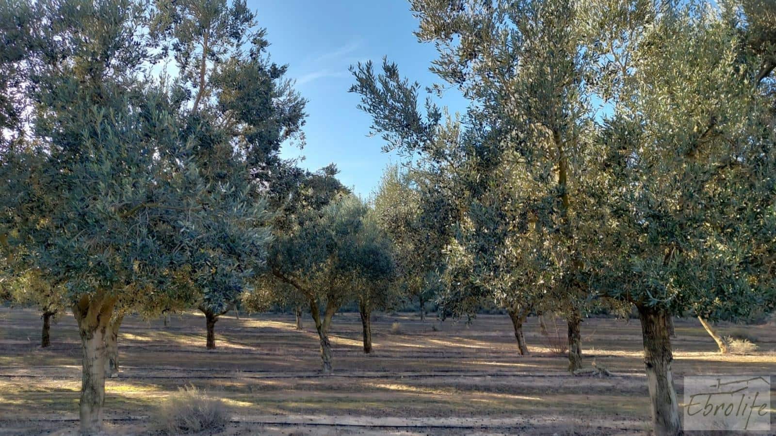 1 soverom Finca/Herregård til salgs i Caspe - € 280 000 (Ref: 7971742)