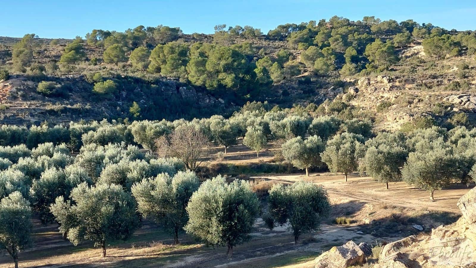 1 soverom Finca/Herregård til salgs i Caspe - € 280 000 (Ref: 7971742)