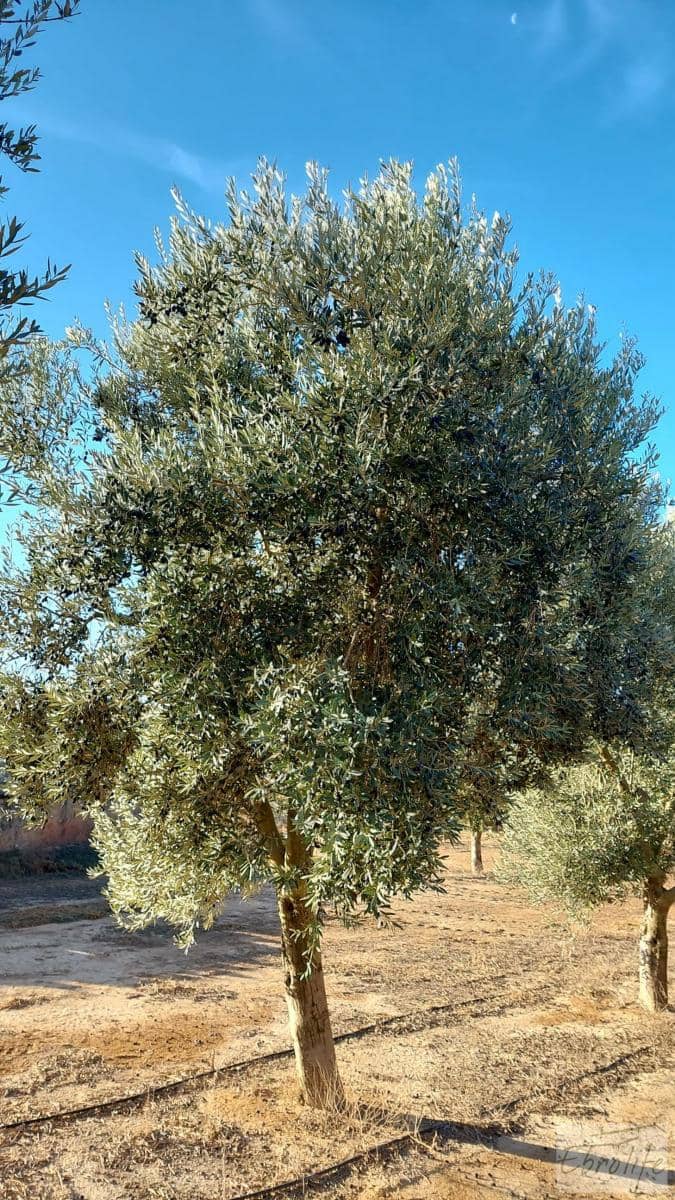 1 soverom Finca/Herregård til salgs i Caspe - € 280 000 (Ref: 7971742)