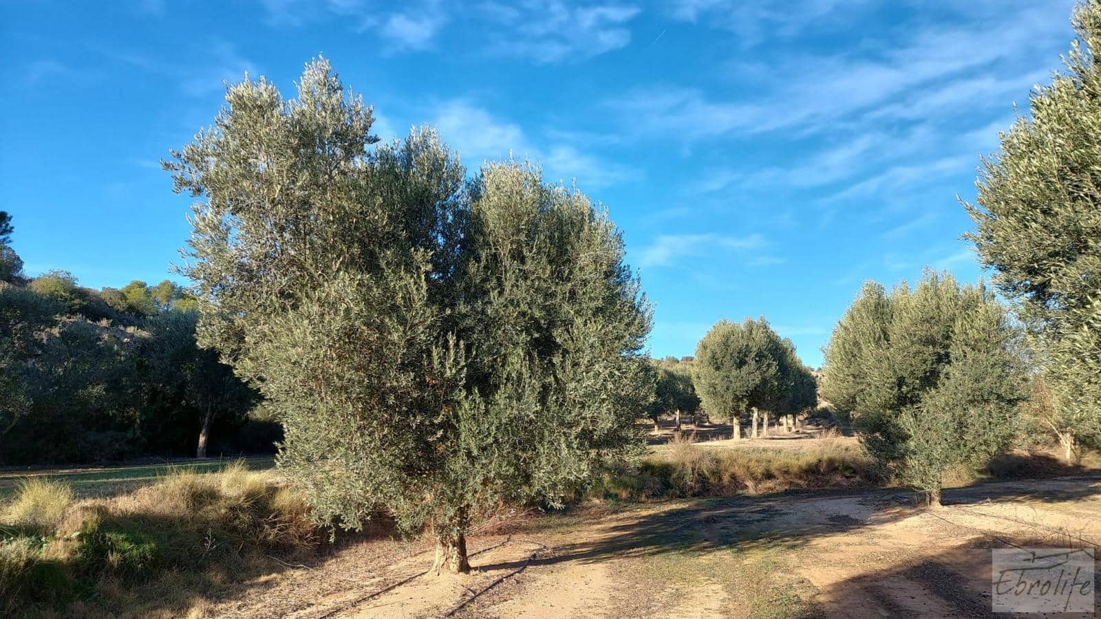 1 soverom Finca/Herregård til salgs i Caspe - € 280 000 (Ref: 7971742)