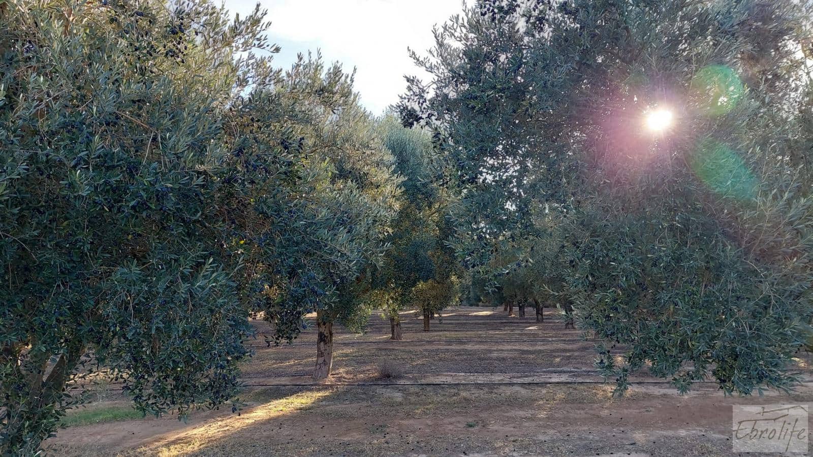 1 soverom Finca/Herregård til salgs i Caspe - € 280 000 (Ref: 7971742)