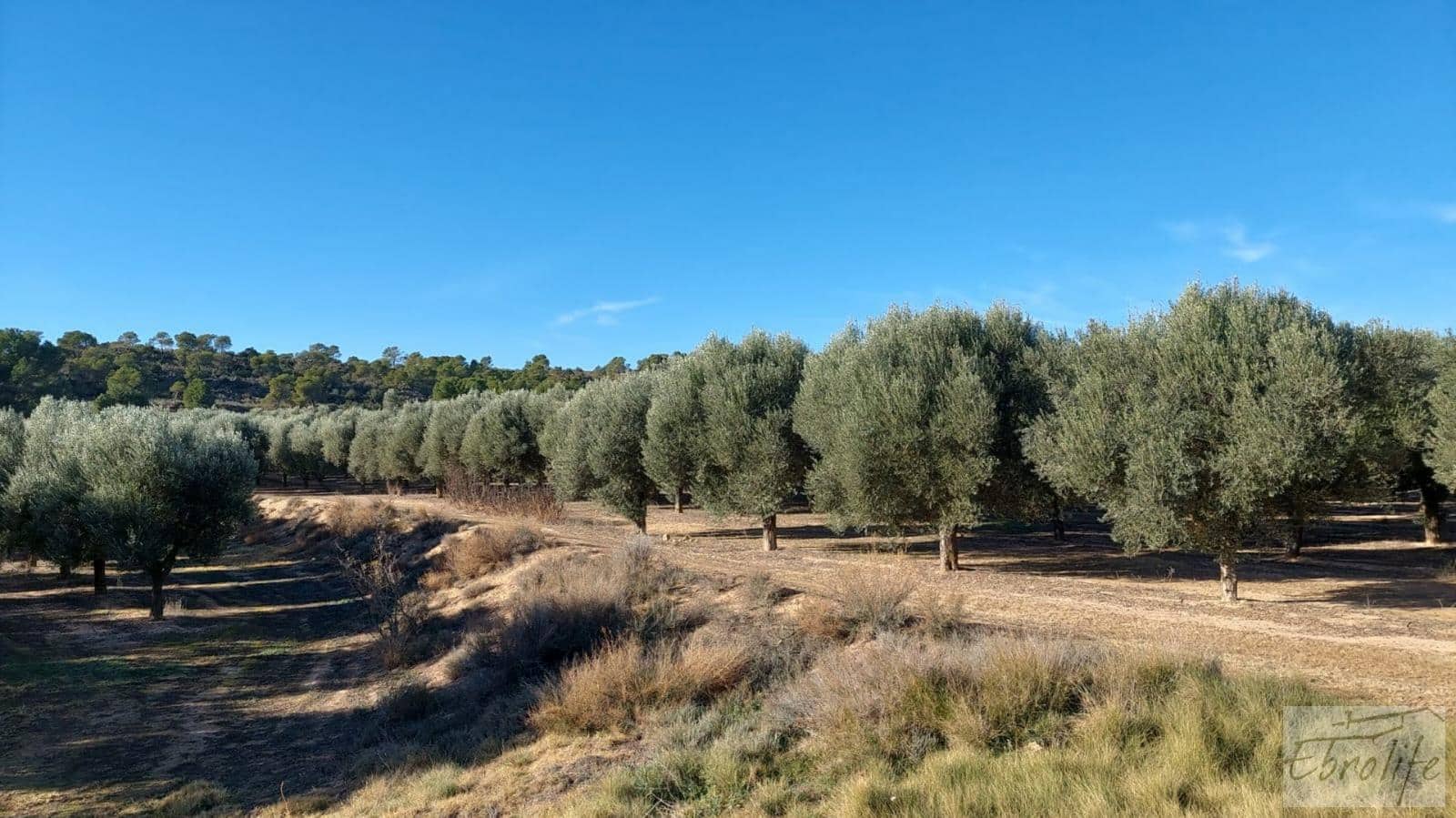 1 soverom Finca/Herregård til salgs i Caspe - € 280 000 (Ref: 7971742)