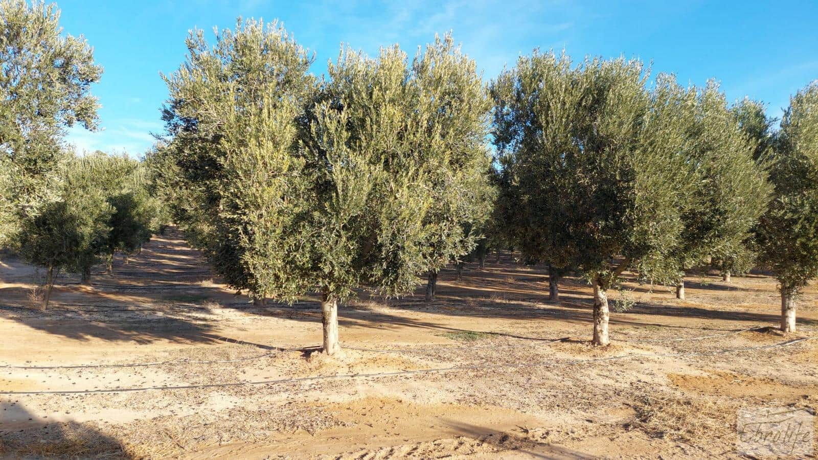 1 soverom Finca/Herregård til salgs i Caspe - € 280 000 (Ref: 7971742)