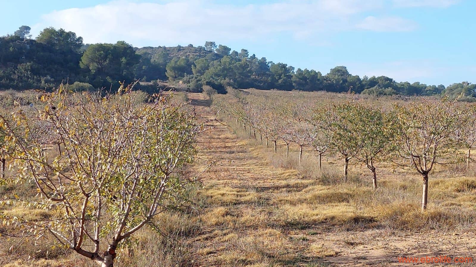 1 bedroom Finca/Country House for sale in Caspe - € 90,000 (Ref: 7973225)