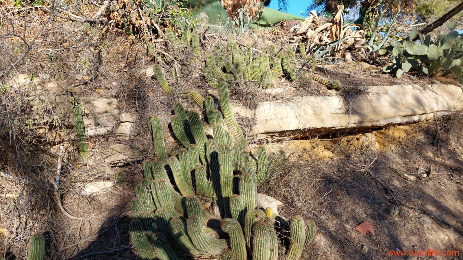 5 soveværelse Finca/Landehus til salg i Caspe - € 180.000 (Ref: 8069876)