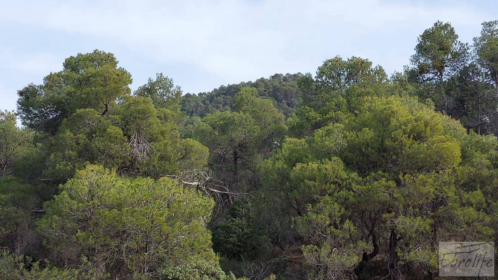 Finca/Landhuis te koop in Valderrobres - € 45.000 (Ref: 8190206)