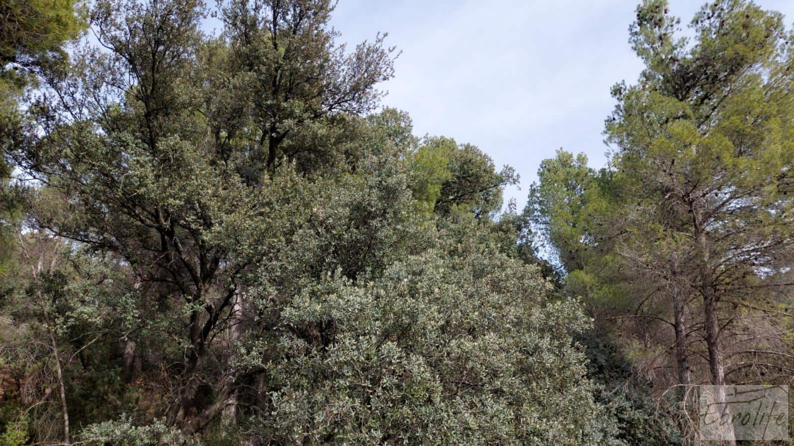 Finca/Landhuis te koop in Valderrobres - € 45.000 (Ref: 8190206)