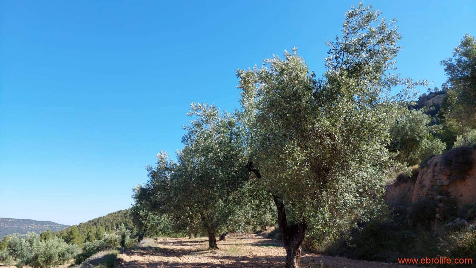 1 bedroom Finca/Country House for sale in Fuentespalda - € 47,000 (Ref: 8423712)