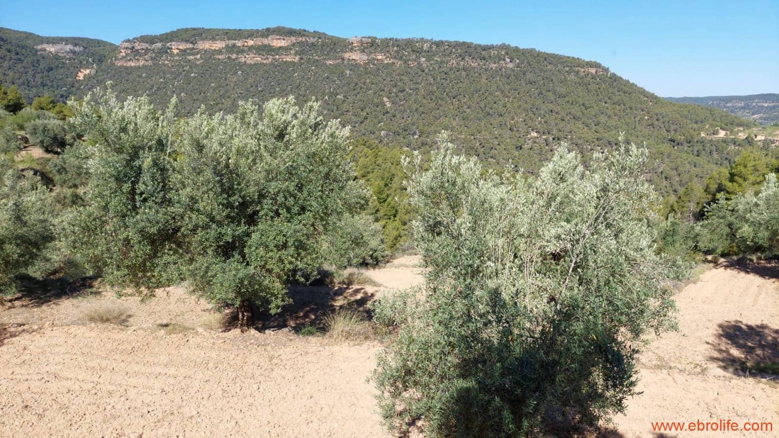 1 bedroom Finca/Country House for sale in Fuentespalda - € 47,000 (Ref: 8423712)