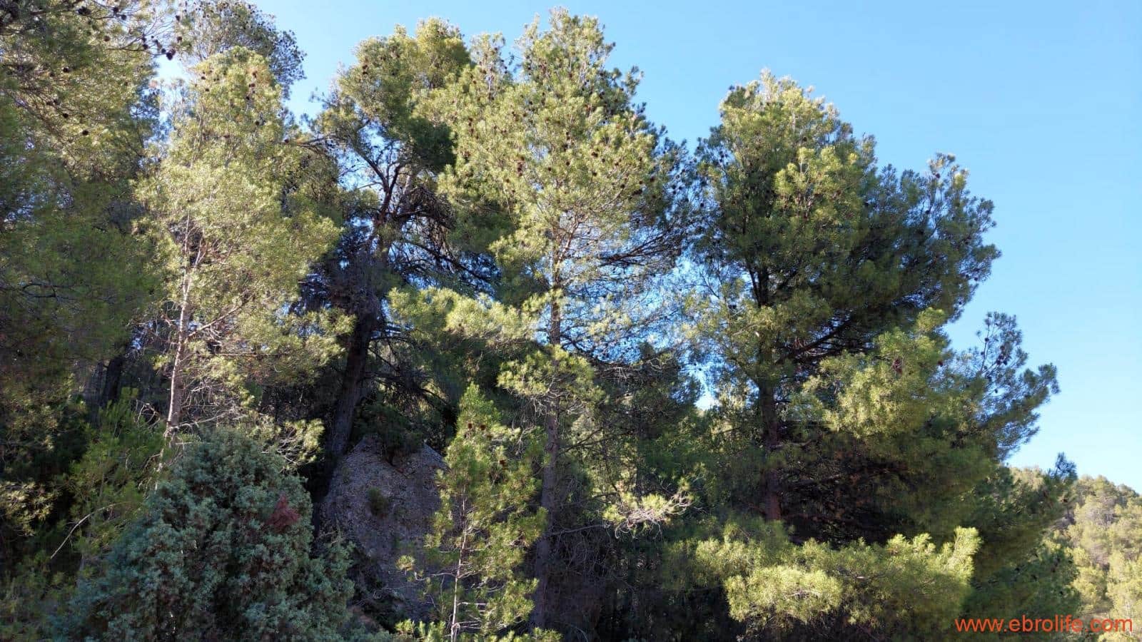 1 bedroom Finca/Country House for sale in Fuentespalda - € 47,000 (Ref: 8423712)