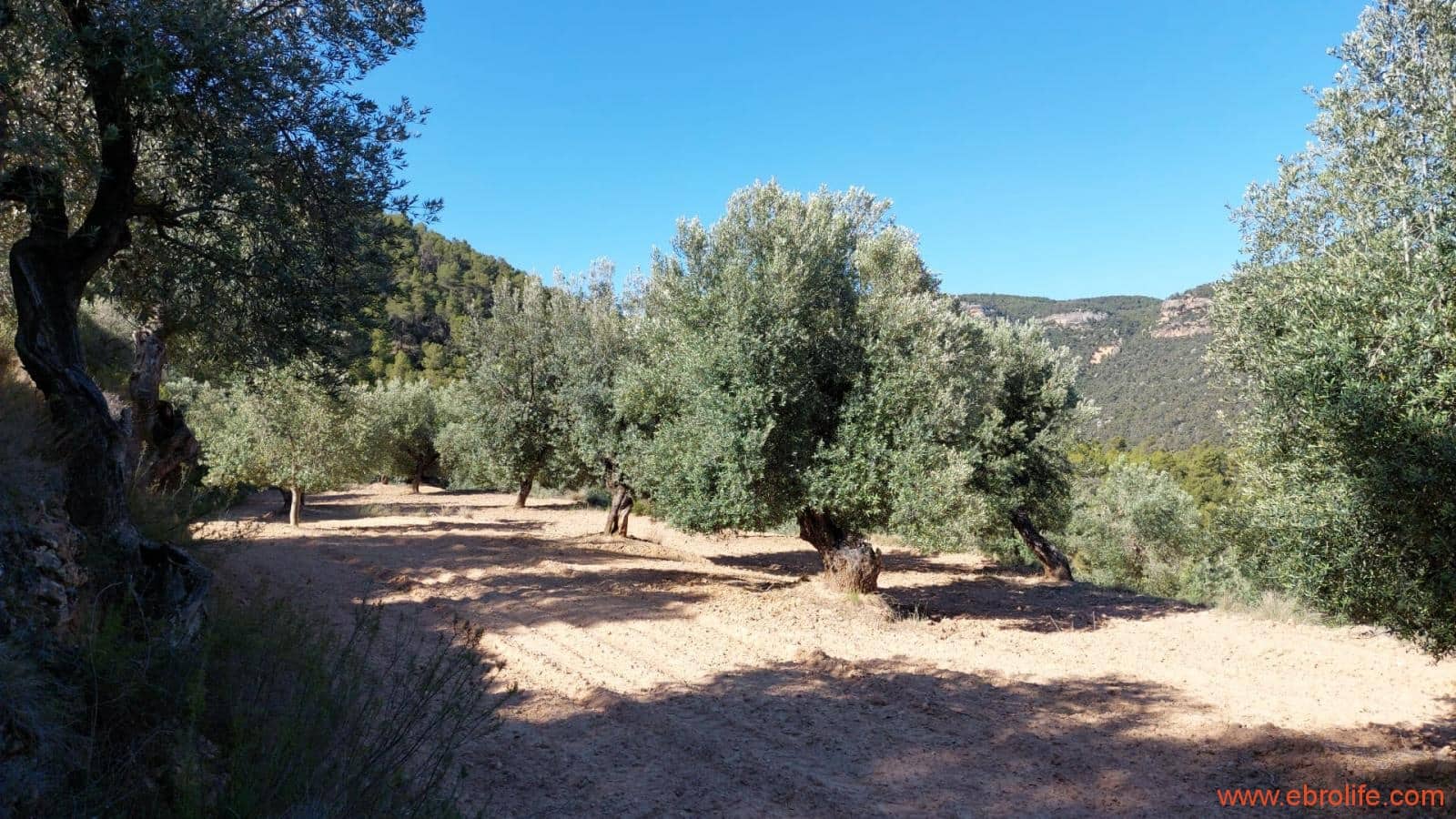 1 bedroom Finca/Country House for sale in Fuentespalda - € 47,000 (Ref: 8423712)