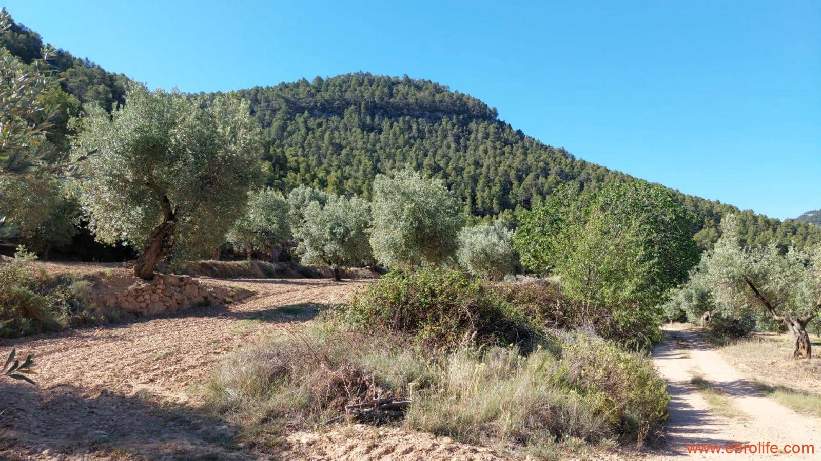 1 bedroom Finca/Country House for sale in Fuentespalda - € 47,000 (Ref: 8423712)