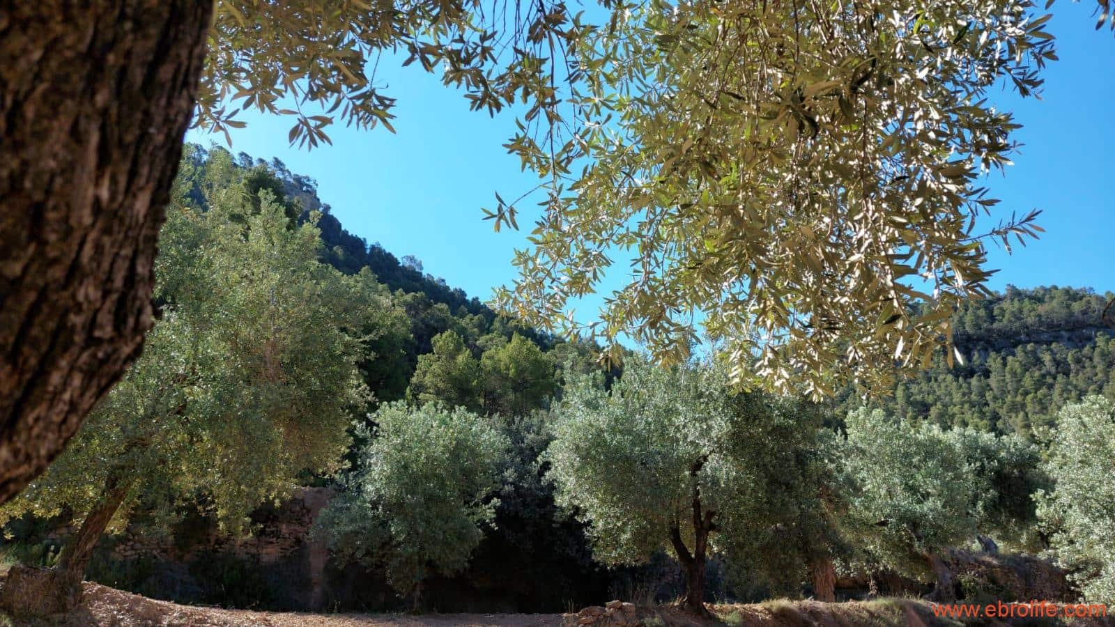 1 bedroom Finca/Country House for sale in Fuentespalda - € 47,000 (Ref: 8423712)