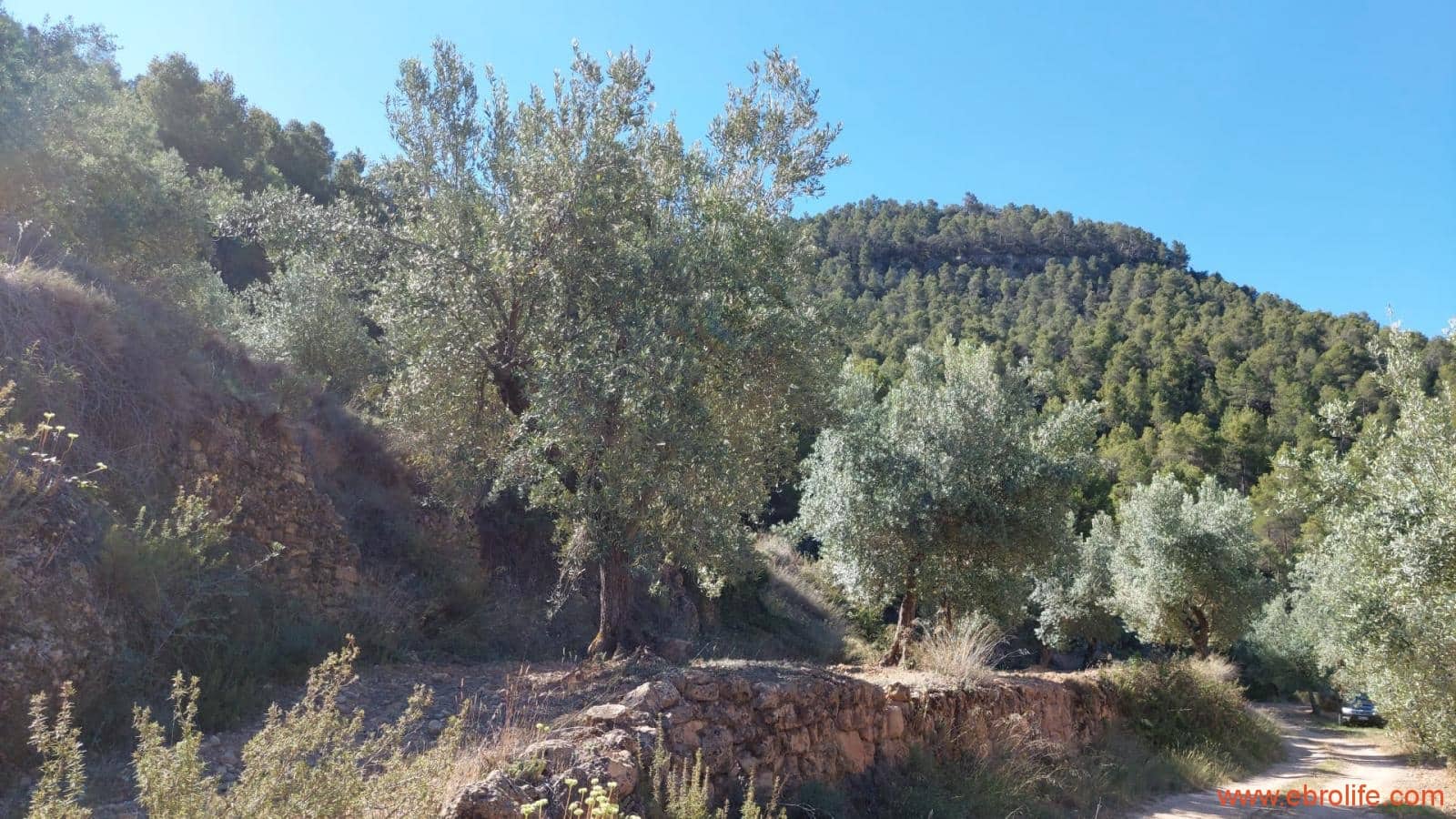 1 bedroom Finca/Country House for sale in Fuentespalda - € 47,000 (Ref: 8423712)