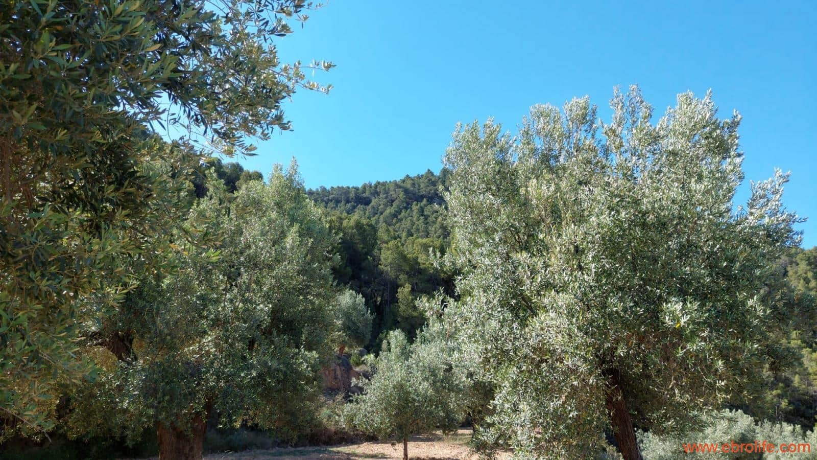 1 bedroom Finca/Country House for sale in Fuentespalda - € 47,000 (Ref: 8423712)