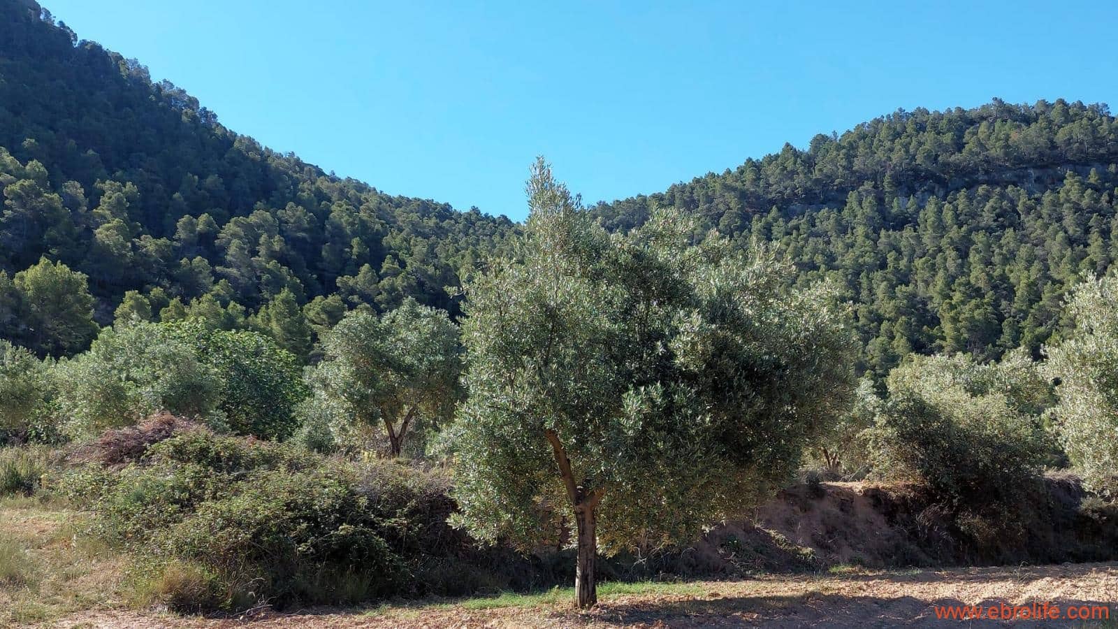 1 bedroom Finca/Country House for sale in Fuentespalda - € 47,000 (Ref: 8423712)