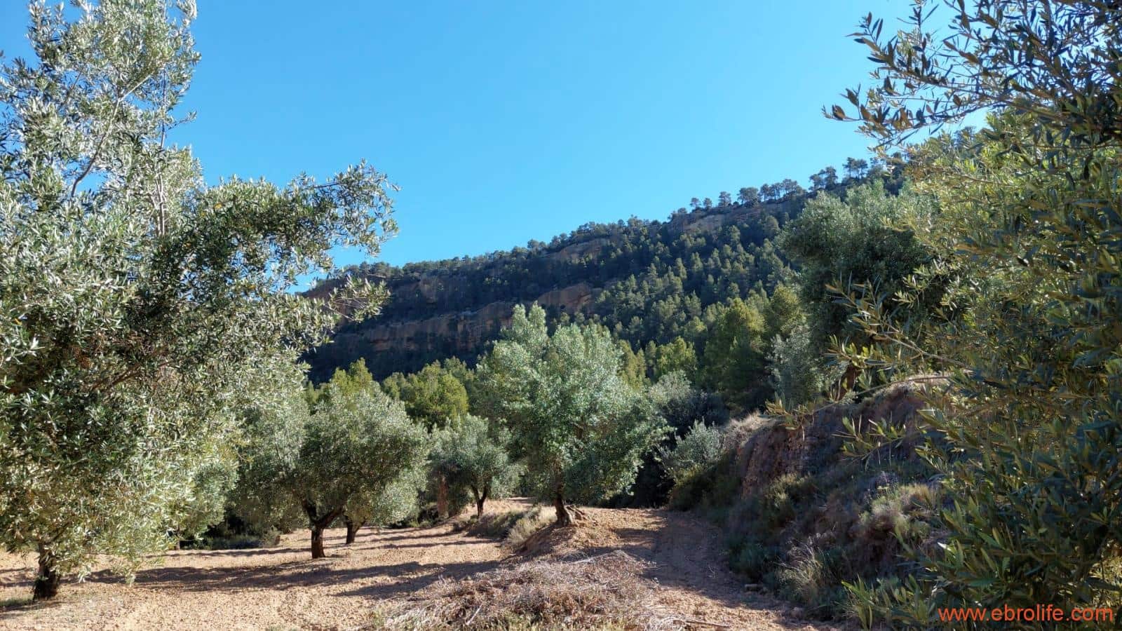 1 bedroom Finca/Country House for sale in Fuentespalda - € 47,000 (Ref: 8423712)