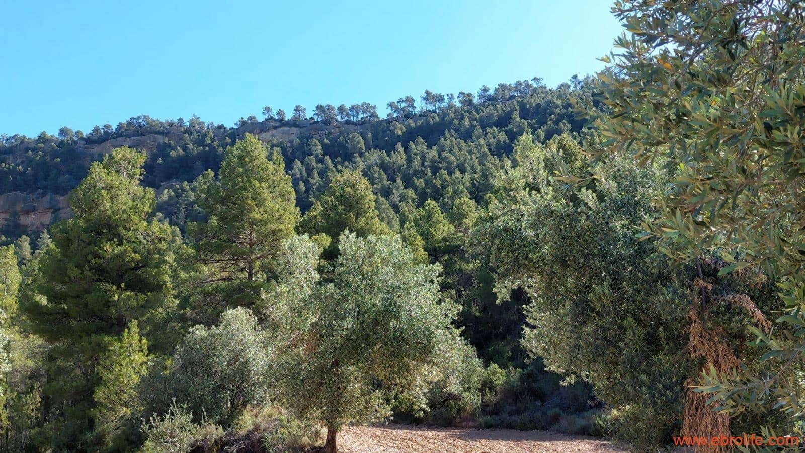 1 bedroom Finca/Country House for sale in Fuentespalda - € 47,000 (Ref: 8423712)