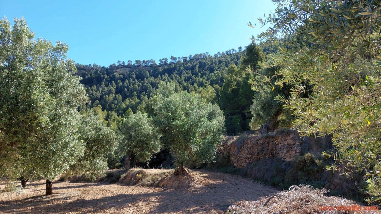 1 bedroom Finca/Country House for sale in Fuentespalda - € 47,000 (Ref: 8423712)