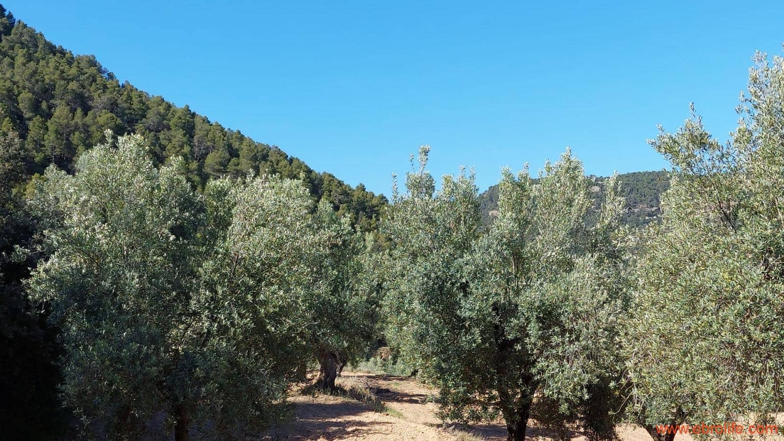 1 bedroom Finca/Country House for sale in Fuentespalda - € 47,000 (Ref: 8423712)