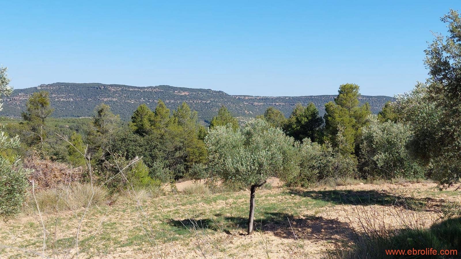 1 bedroom Finca/Country House for sale in Fuentespalda - € 47,000 (Ref: 8423712)