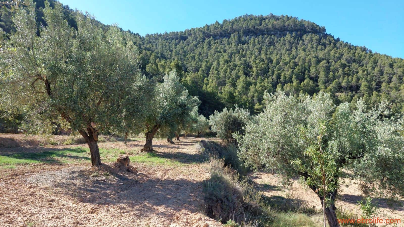 1 bedroom Finca/Country House for sale in Fuentespalda - € 47,000 (Ref: 8423712)